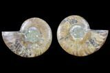Cut & Polished Ammonite Fossil - Agatized #82276-1